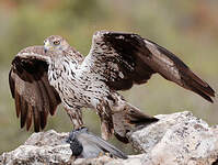 Aigle de Bonelli