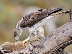 Aigle de Bonelli