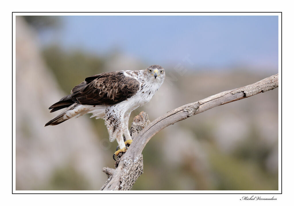 Bonelli's Eagle male adult