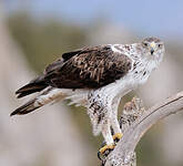 Aigle de Bonelli