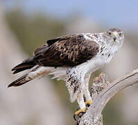 Bonelli's Eagle