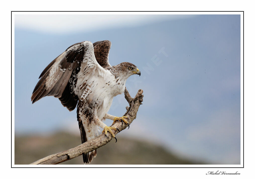 Aigle de Bonelli mâle adulte