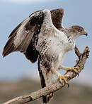 Aigle de Bonelli