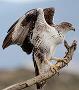 Bonelli's Eagle