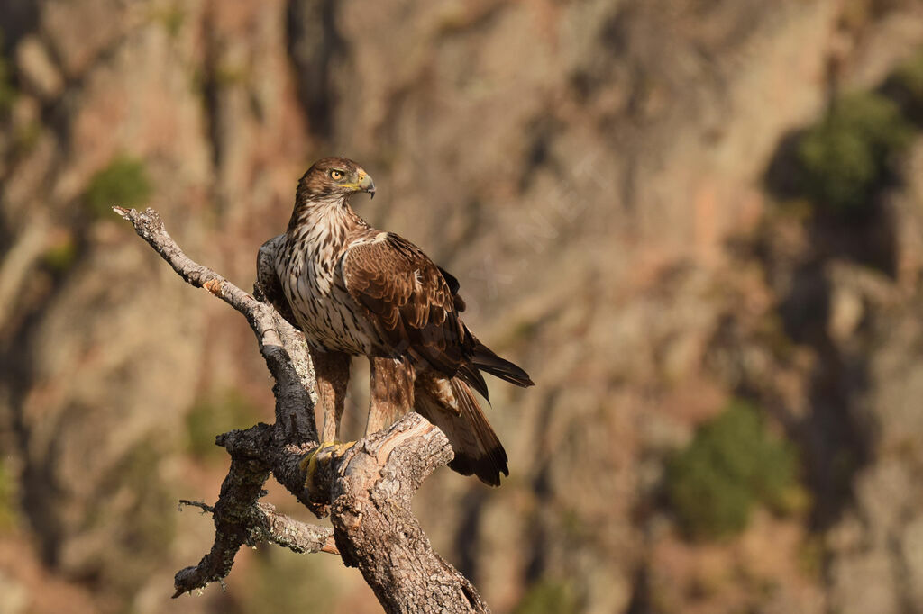 Bonelli's Eagle female adult