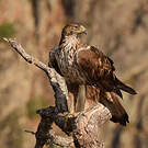 Aigle de Bonelli