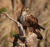 Bonelli's Eagle