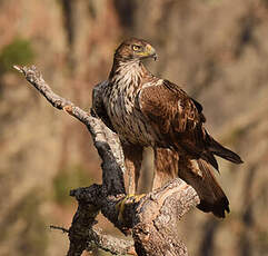 Aigle de Bonelli