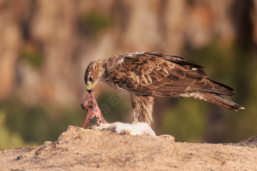 Bonelli's Eagle male adult