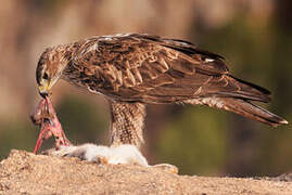 Bonelli's Eagle