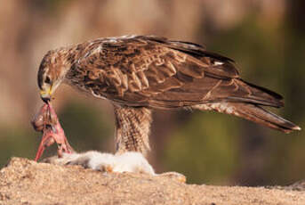 Aigle de Bonelli