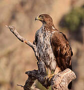 Bonelli's Eagle