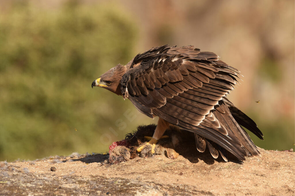 Aigle de Bonelli1ère année