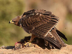 Aigle de Bonelli