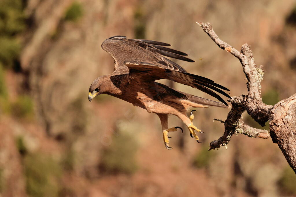 Aigle de Bonelli1ère année