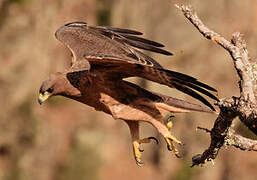 Bonelli's Eagle