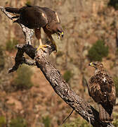 Bonelli's Eagle