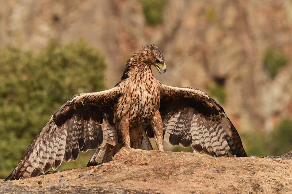 Bonelli's Eagleimmature