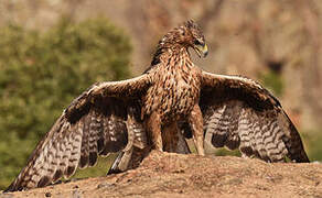 Aigle de Bonelli