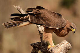 Bonelli's Eagle