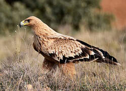 Aigle ibérique