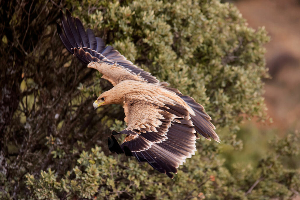 Spanish Imperial EagleSecond year