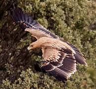 Spanish Imperial Eagle