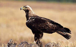 Spanish Imperial Eagle