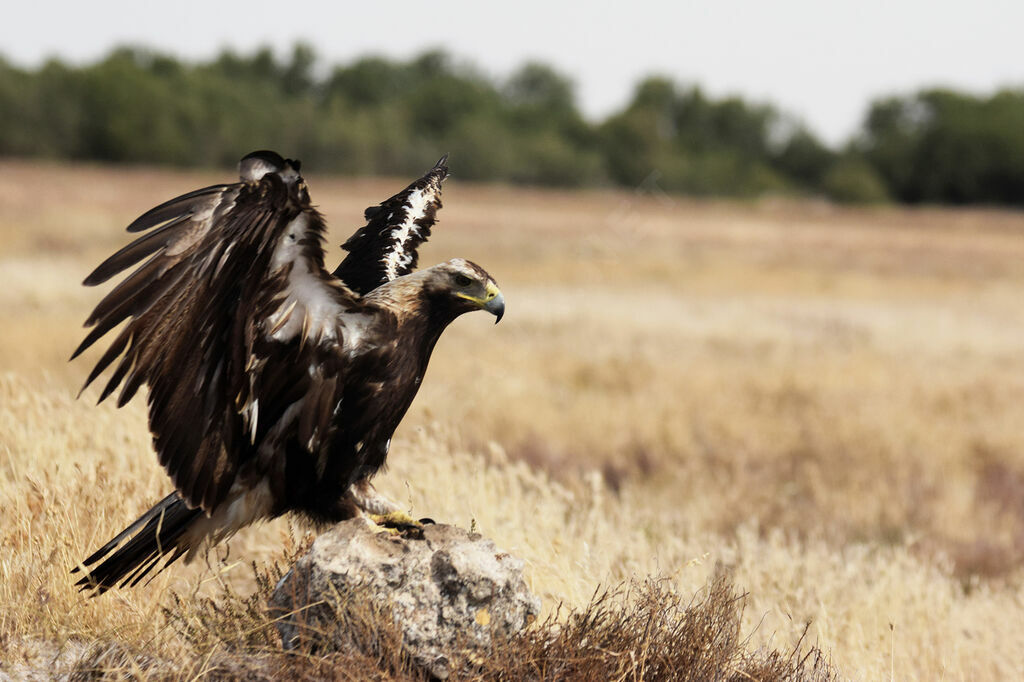 Aigle ibérique