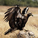Aigle ibérique
