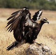 Spanish Imperial Eagle