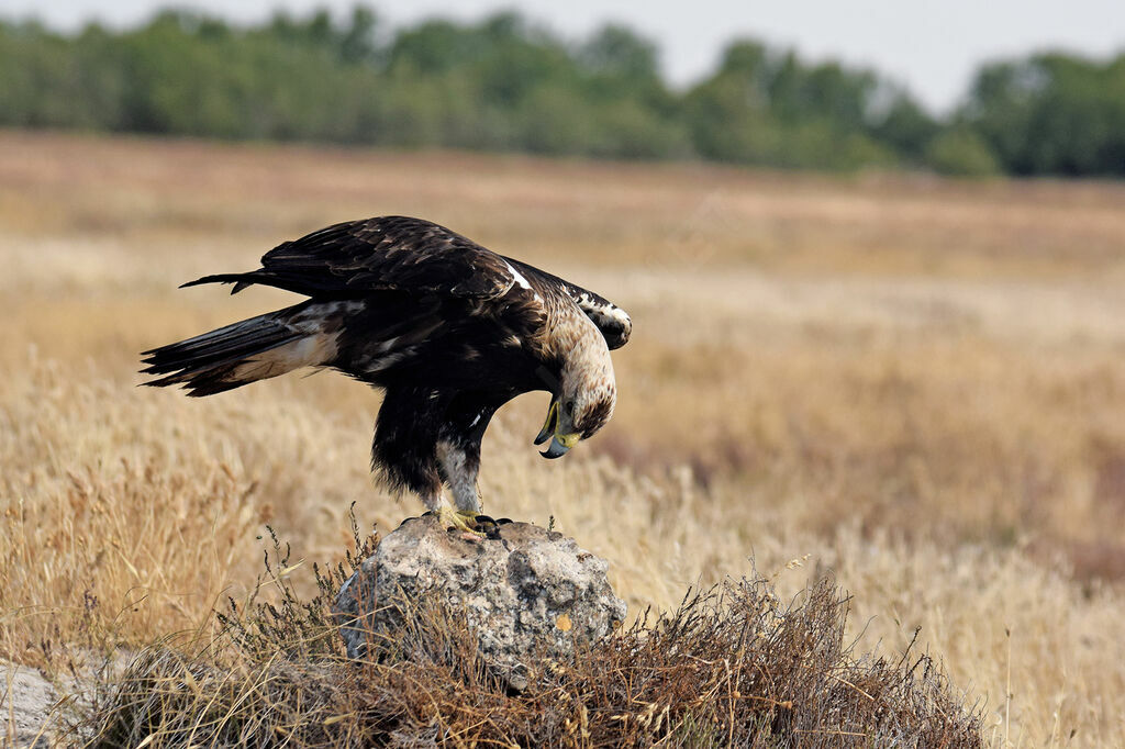 Spanish Imperial Eagle