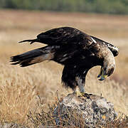 Spanish Imperial Eagle