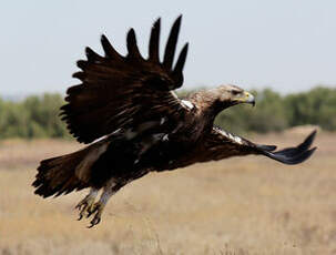 Aigle ibérique