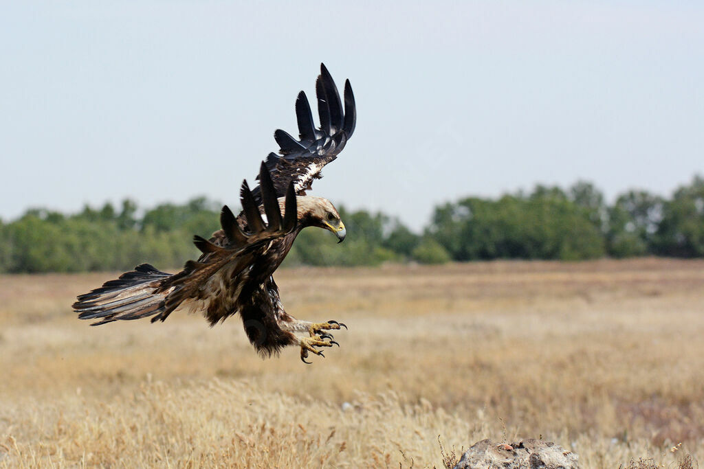 Aigle ibérique