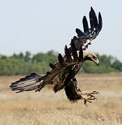 Spanish Imperial Eagle