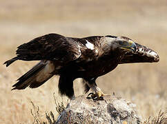 Spanish Imperial Eagle