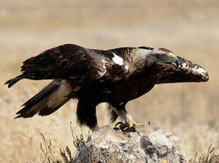 Aigle ibérique