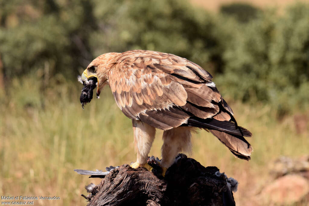 Spanish Imperial EagleSecond year, feeding habits, eats