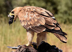 Spanish Imperial Eagle