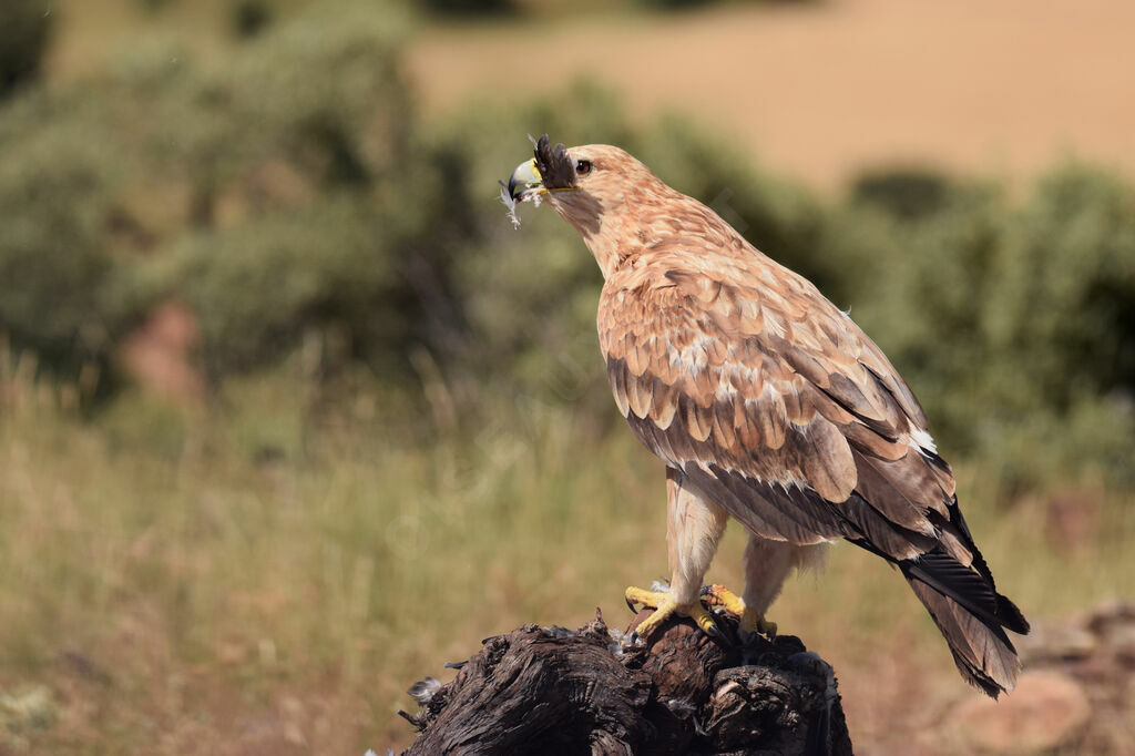 Spanish Imperial EagleSecond year