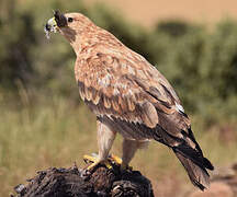 Spanish Imperial Eagle