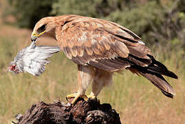 Spanish Imperial Eagle