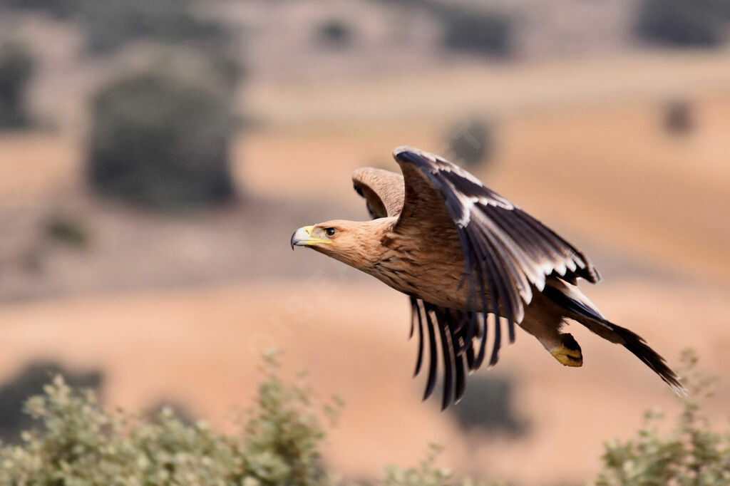 Aigle ibérique2ème année