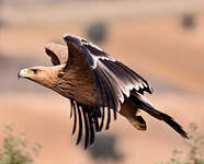 Aigle ibérique