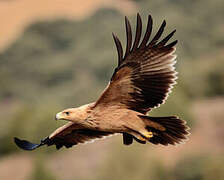 Spanish Imperial Eagle