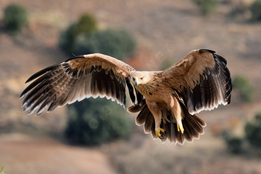 Spanish Imperial EagleSecond year