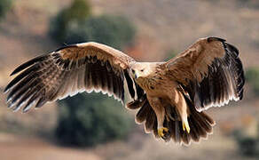 Spanish Imperial Eagle