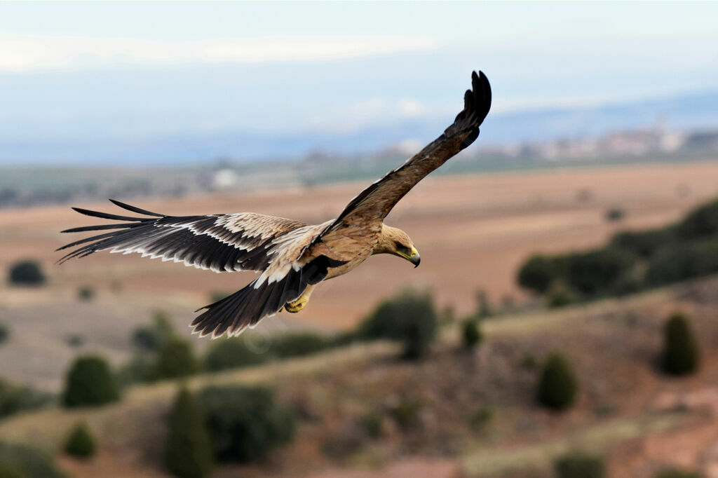 Spanish Imperial EagleSecond year