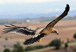 Aigle ibérique